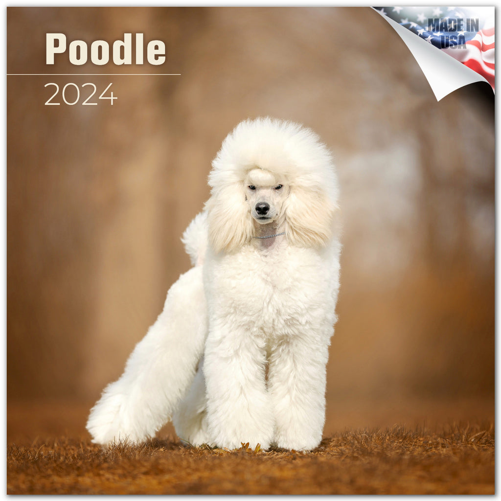 Poodle Wall Calendar 2024