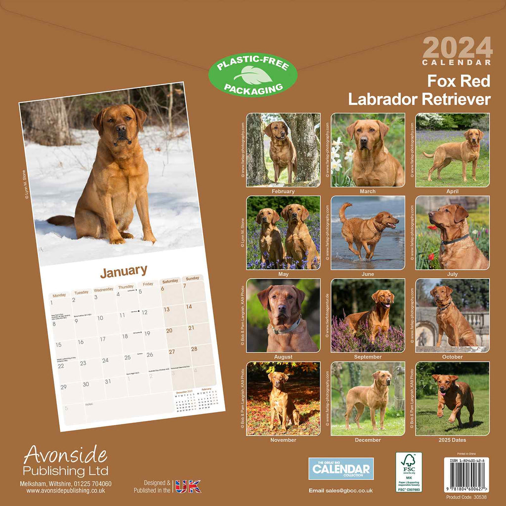 Fox Red Labrador Calendar 2024 by Avonside