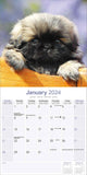 Pekingese Calendar 2024 by Avonside