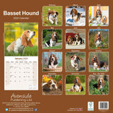 Basset Hound Calendar 2024 by Avonside