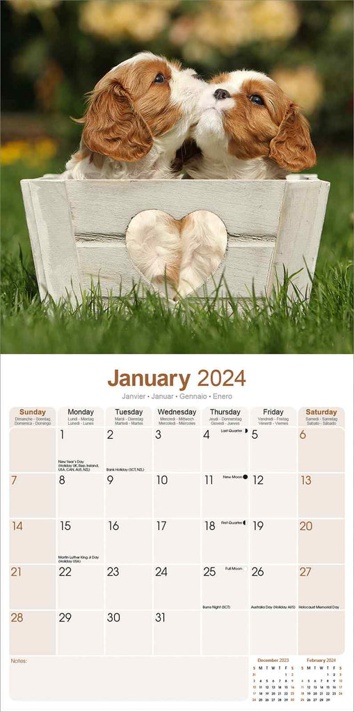 Cavalier King Charles Calendar 2024 by Avonside