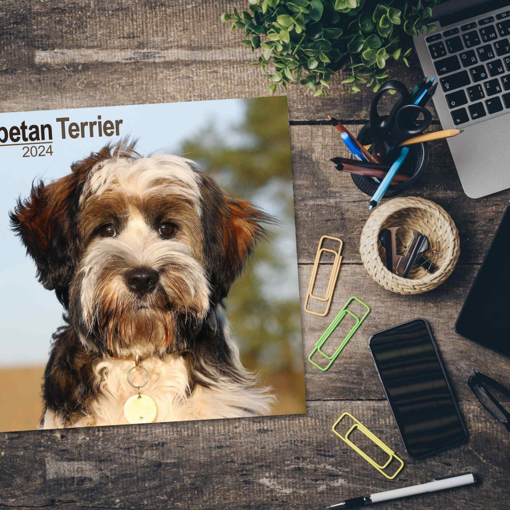 Tibetan Terrier Wall Calendar 2024