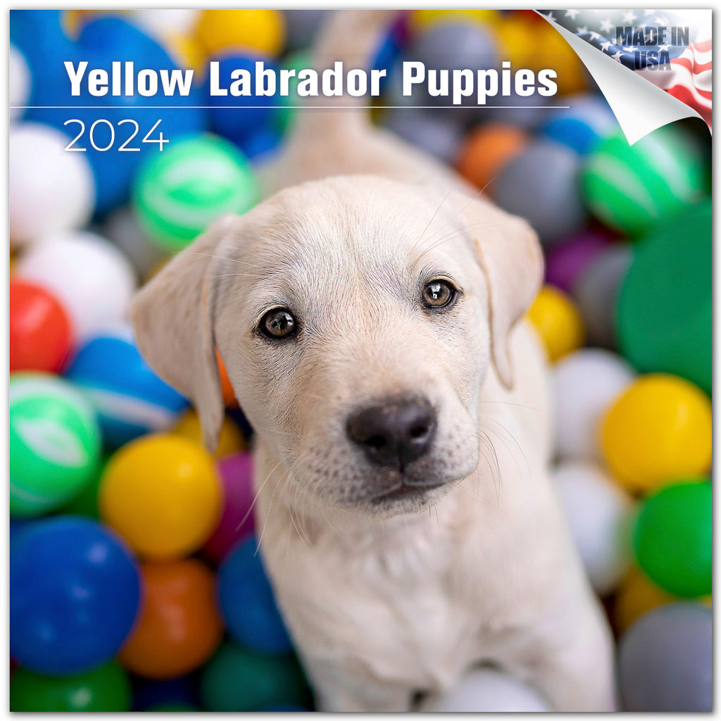 Yellow Labrador Puppies Wall Calendar 2024