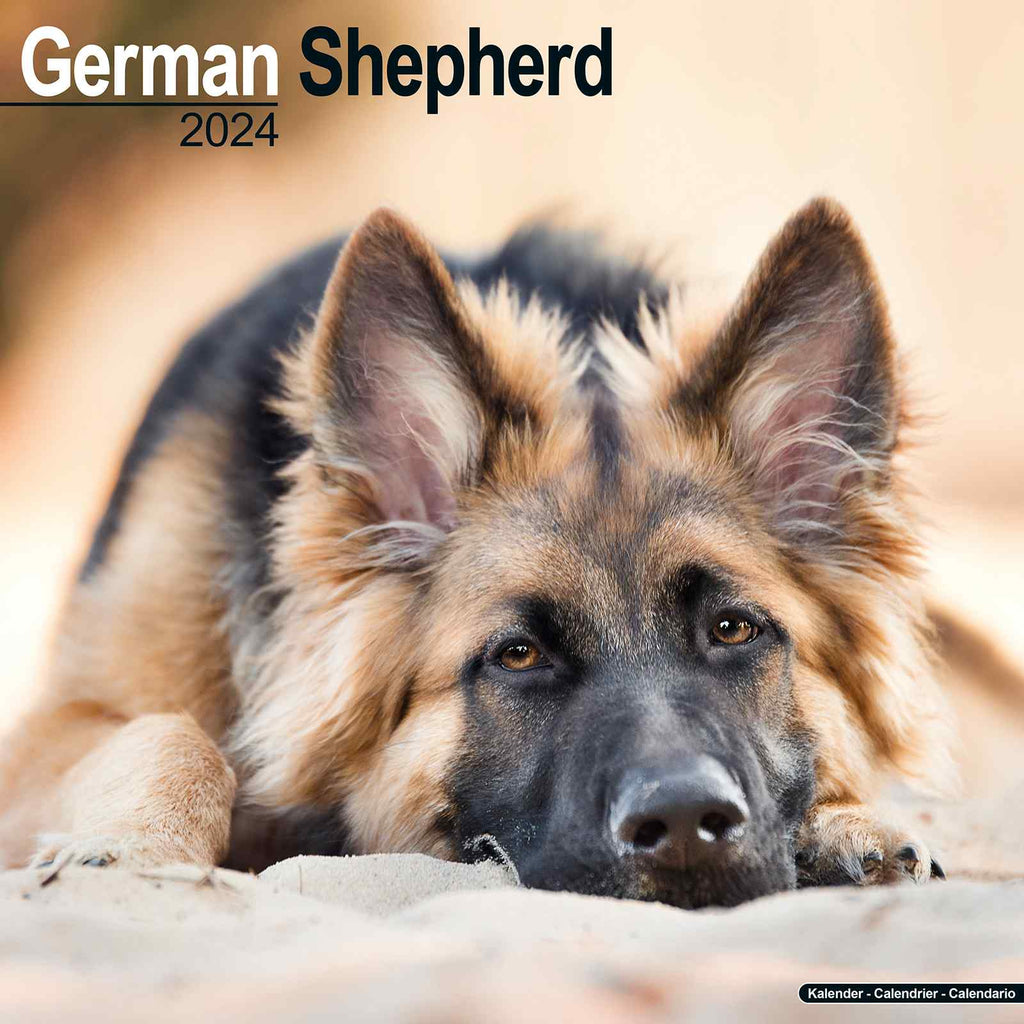 German Shepherd Calendar 2024 by Avonside