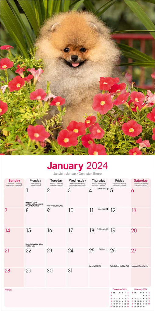 Pomeranian Calendar 2024 by  Avonside