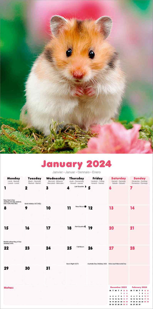 Hamsters Wall Calendar 2024 by Avonside