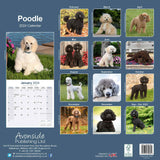 Poodle Calendar 2024 by Avonside