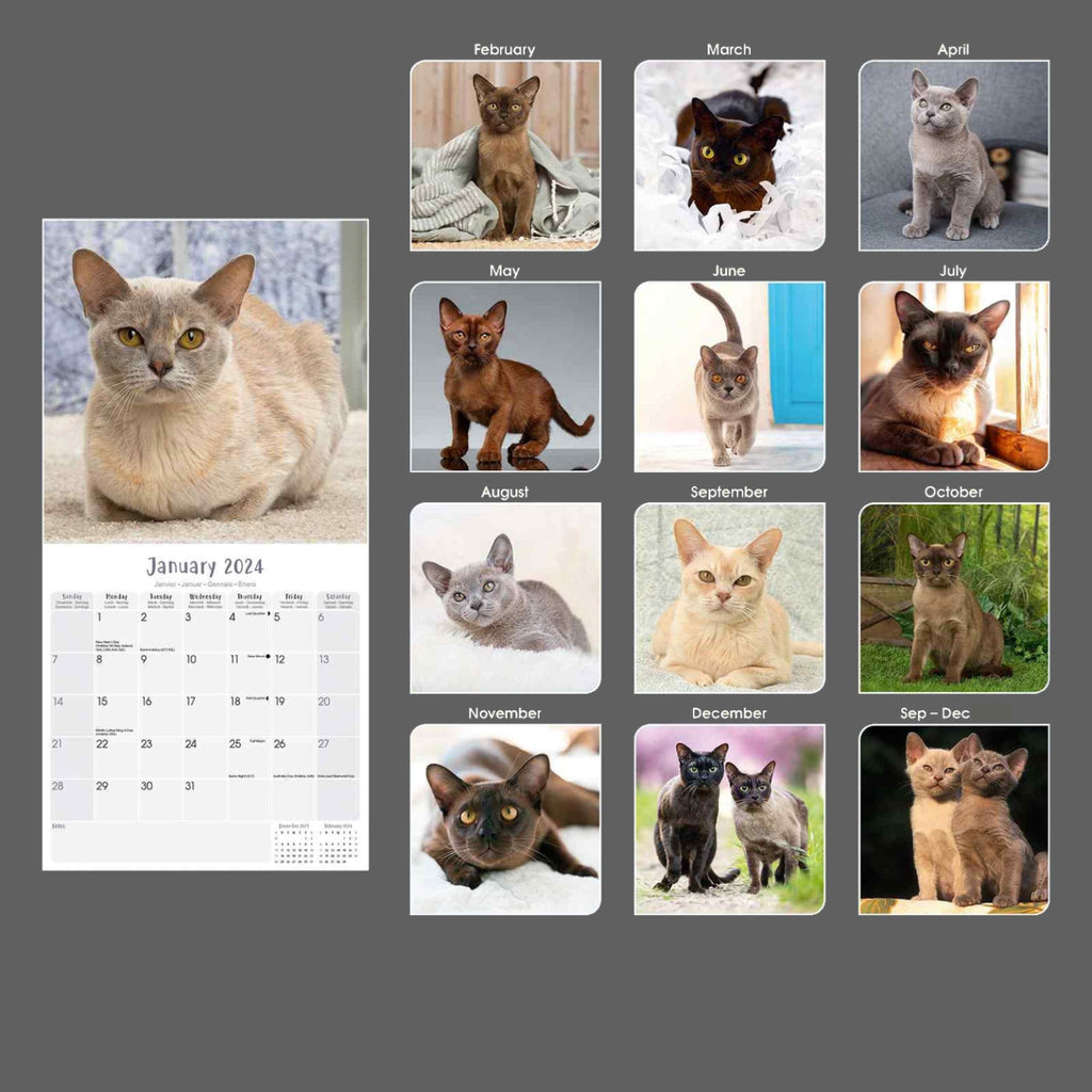Cats - Burmese Wall Calendar 2024