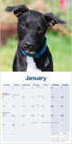Patterdale Terrier Wall Calendar 2024