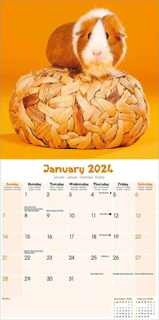 Guinea Pigs Calendar 2024 by Avonside